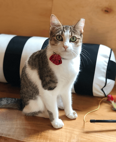 Lady NEKO A Cat  Cafe  SIP THE DRINKS PET THE CATS   Lady NEKO A Cat  Cafe  SIP THE DRINKS PET THE CATS