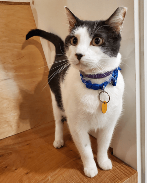 Diego NEKO A Cat  Cafe  SIP THE DRINKS PET THE CATS   Diego NEKO A Cat  Cafe  SIP THE DRINKS PET THE CATS