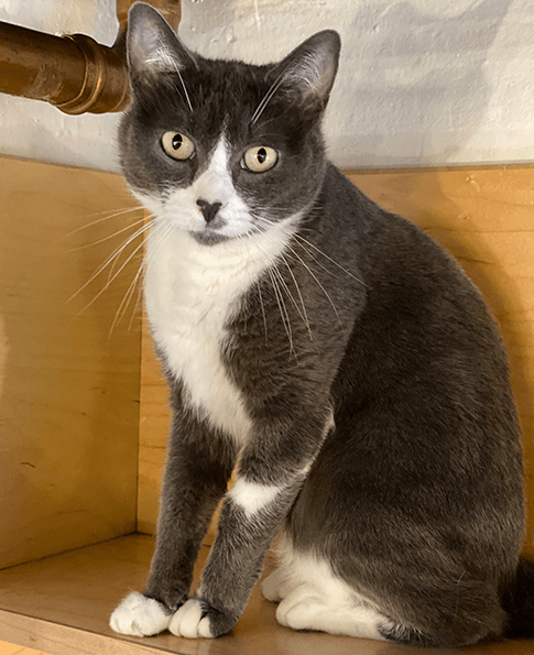 Smitten NEKO A Cat  Cafe  SIP THE DRINKS PET THE CATS   Smitten NEKO A Cat  Cafe  SIP THE DRINKS PET THE CATS