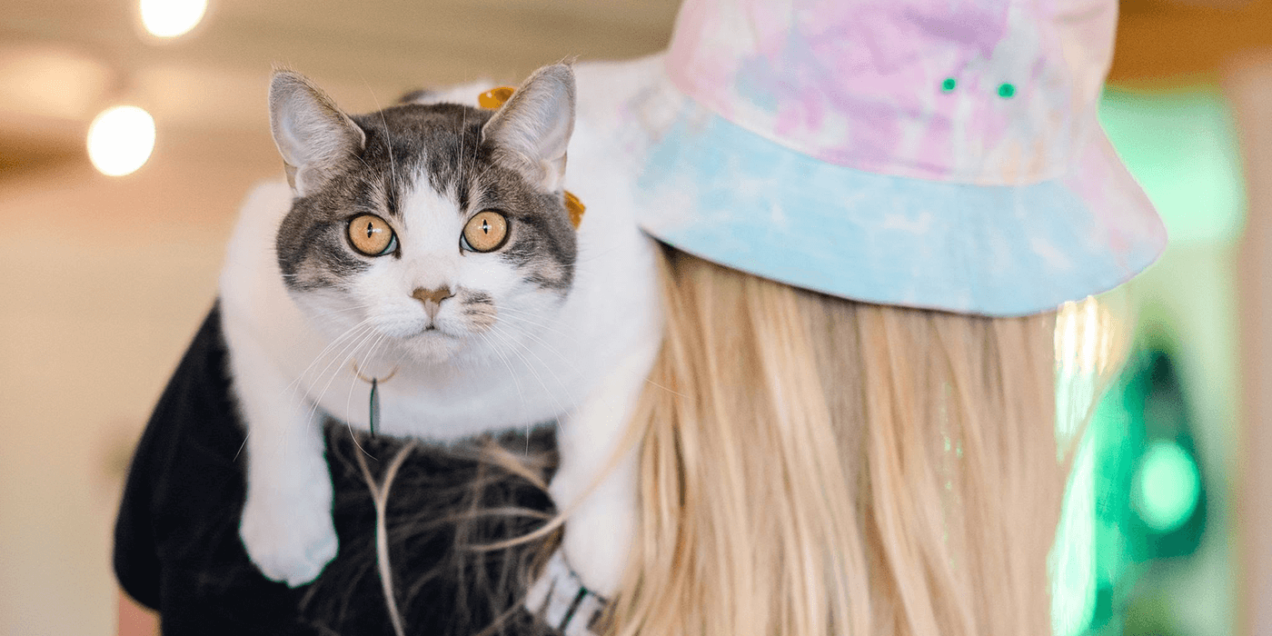 cat-unicorn on unicorn-cat' Bucket Hat