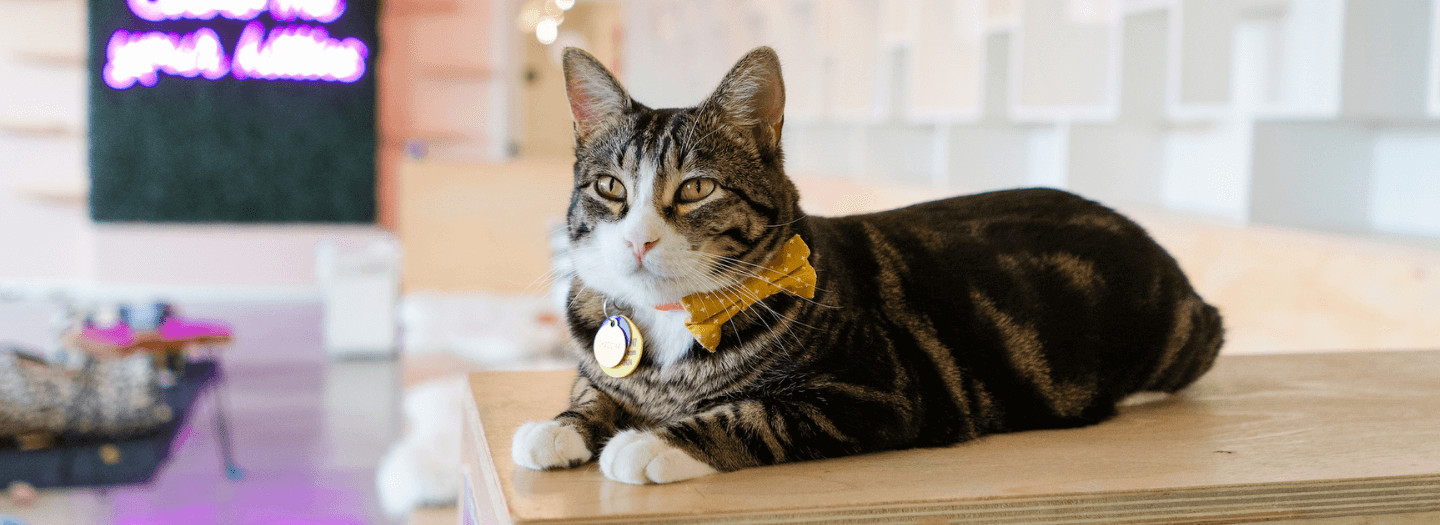cat cafe fremont seattle