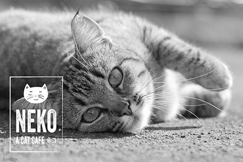 COME SEE NEKO  CAT  CAFE  AT THE SEATTLE PET EXPO JUNE 4TH 